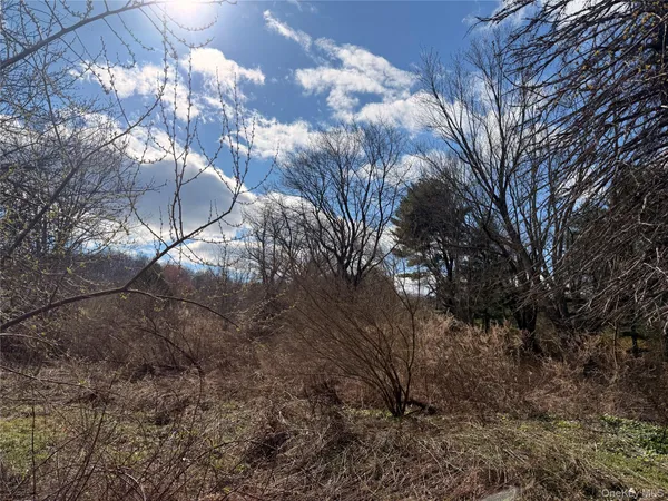 a view of a forest