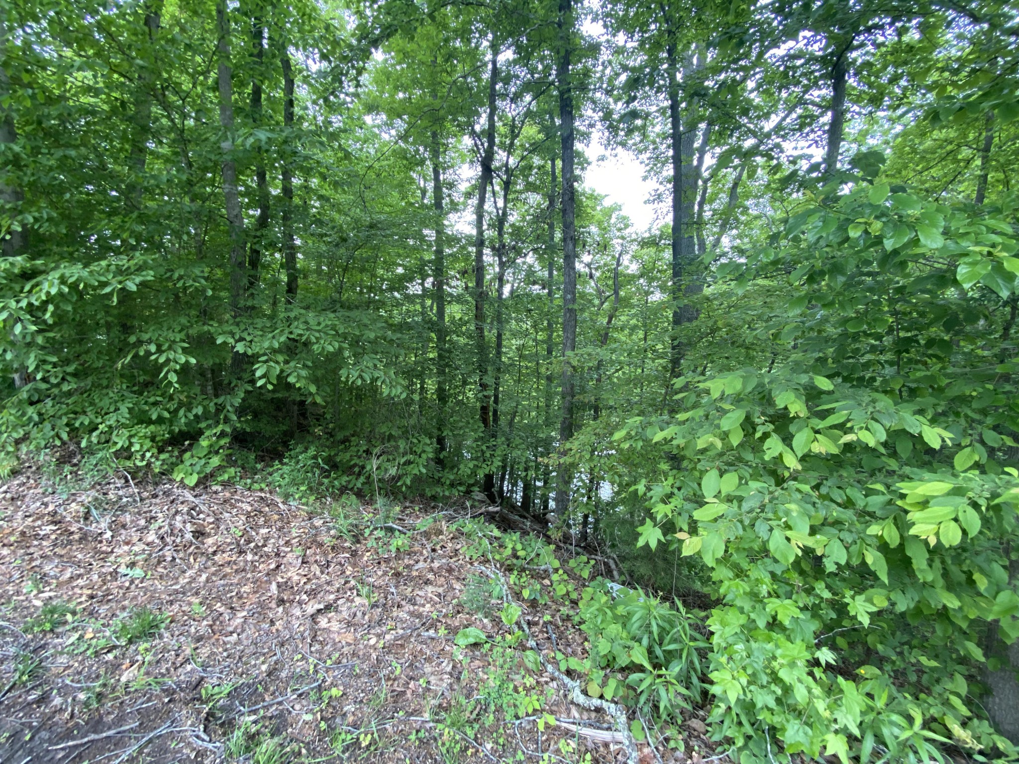 0 Grandpa's Ridge Sharps Chapel, TN 37866 - Photo 4 of 13 Gallery Image 4