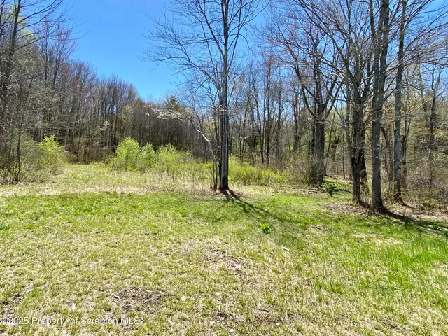 a view of a yard with large trees