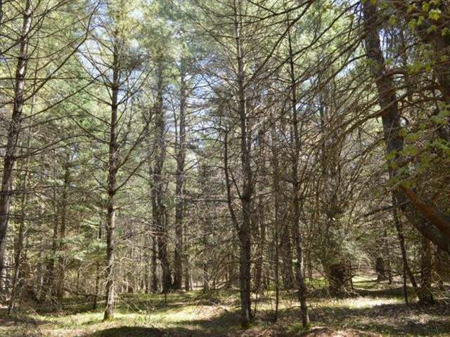 Lot 54 Twin Lake Road Conover, WI 54519 - Photo 16 of 20 Gallery Image 16