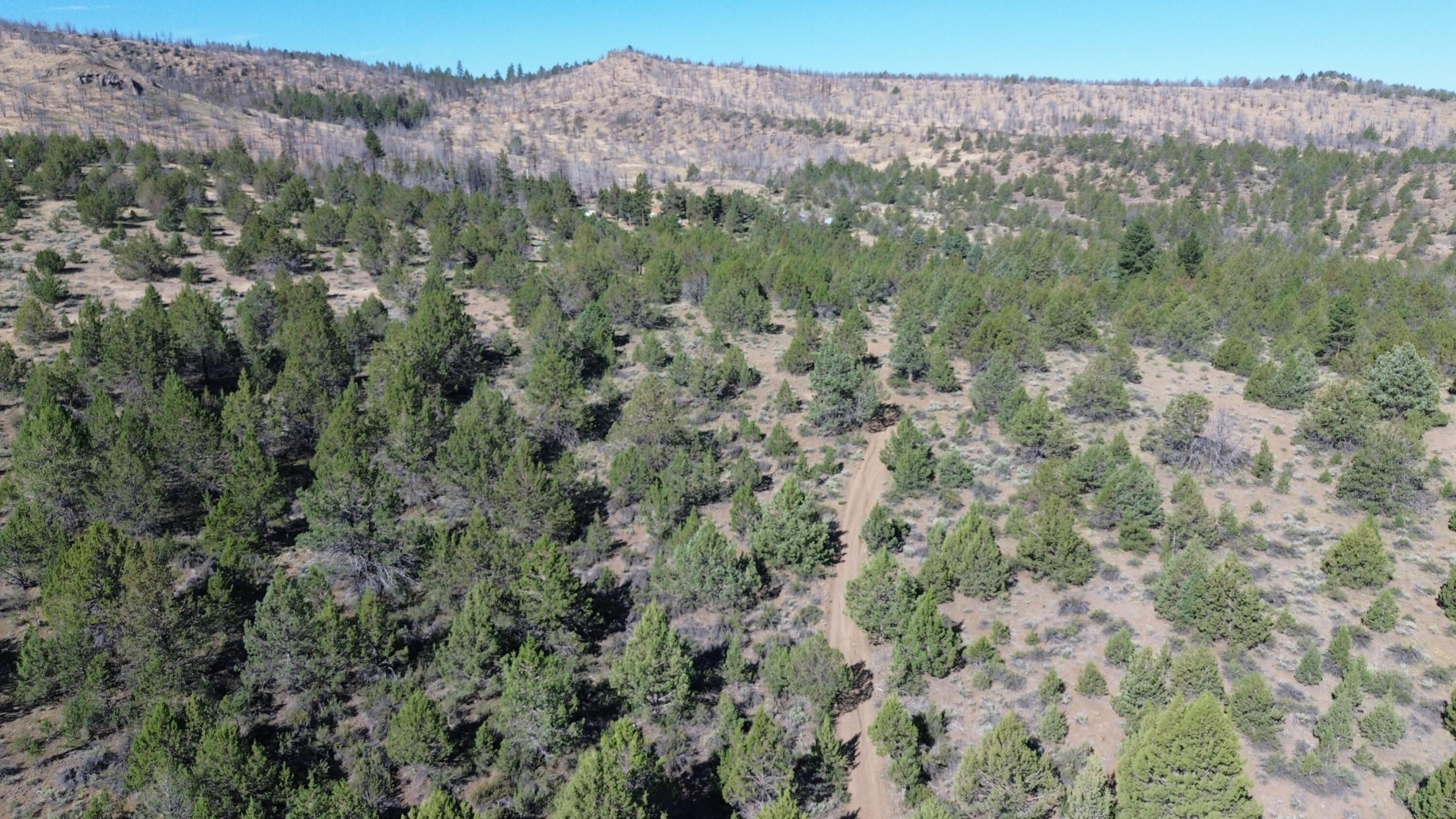 Lot 28 Butte Road Adin, CA 96006 - Photo 12 of 19 a view of a forest with mountains in the background