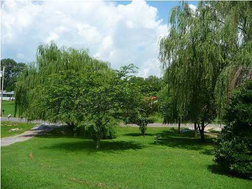 1061 Pin Hook Road Spring City, TN 37381 - Photo 7 of 11 Additional Photo