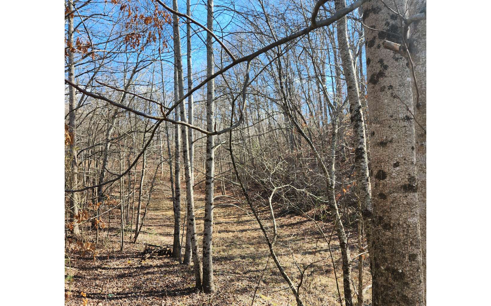 Lot 5 Dry Branch Blue Ridge, GA 30513 - Photo 13 of 21 Additional View
