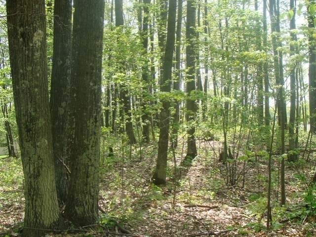 Lot 9 Flannery Lake Road Rhinelander, WI 54501 - Photo 13 of 18 Gallery Image 13
