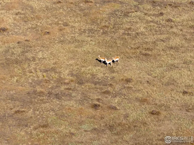 $1,020,000 | 82 Cr Wellington Co 80549, Carr, CO 80612