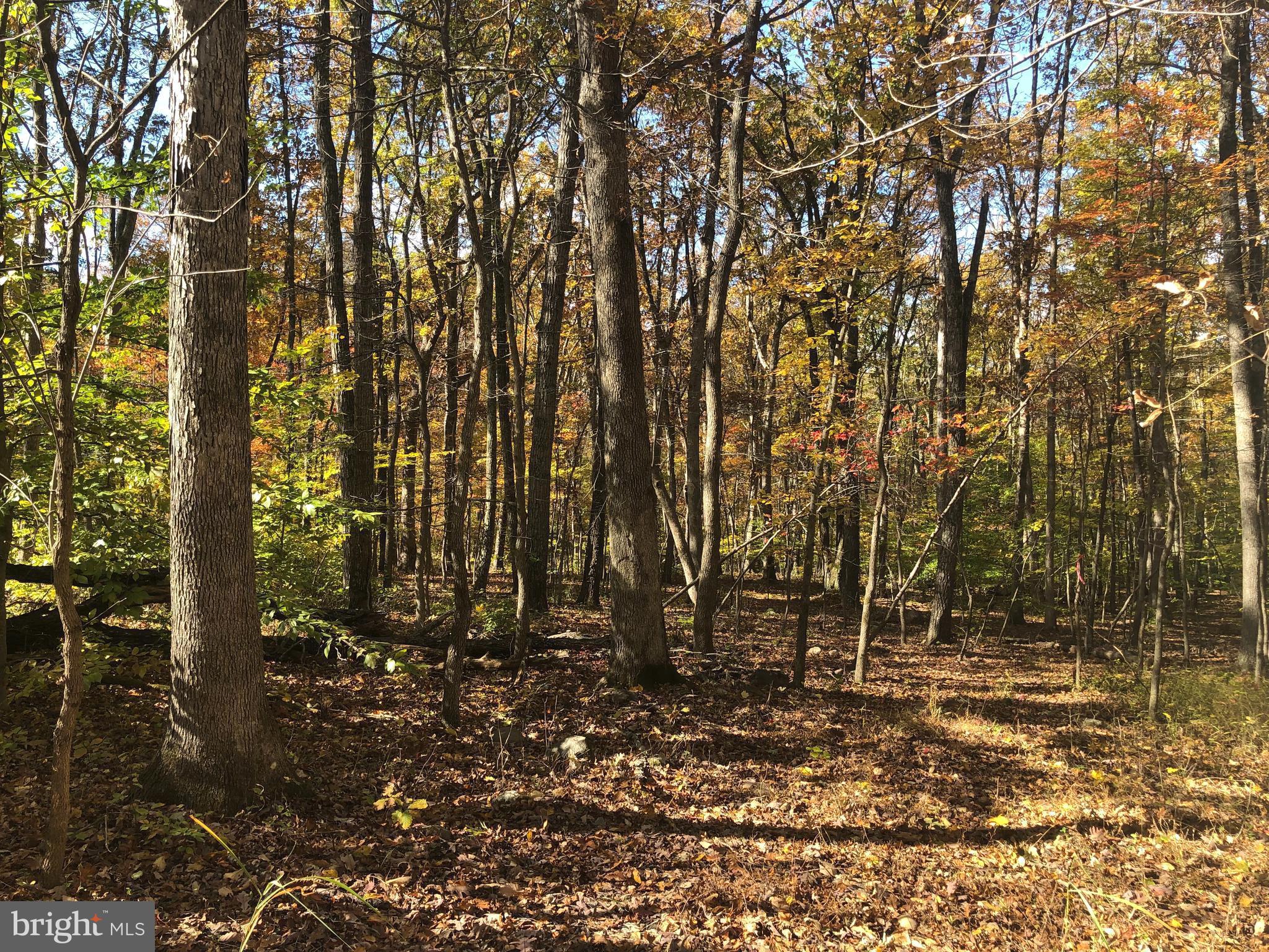 Cliff Lane Bluemont, VA 20135 - Photo 2 of 10 a backyard of a house with lots of green space