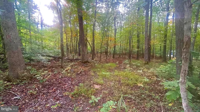 a view of backyard with green space