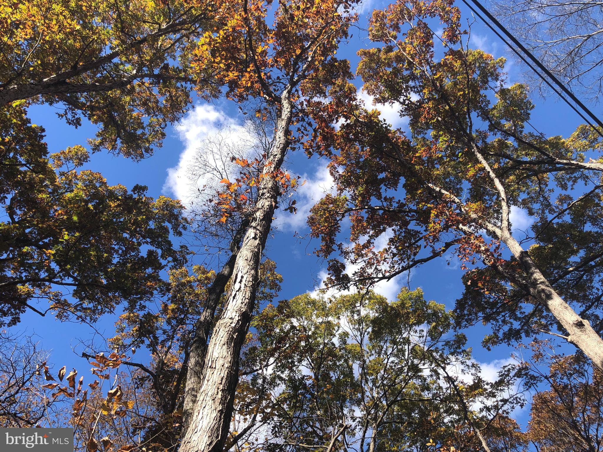 Cliff Lane Bluemont, VA 20135 - Photo 4 of 10