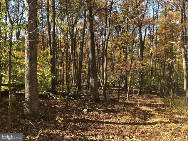 a view of a forest with trees in the background