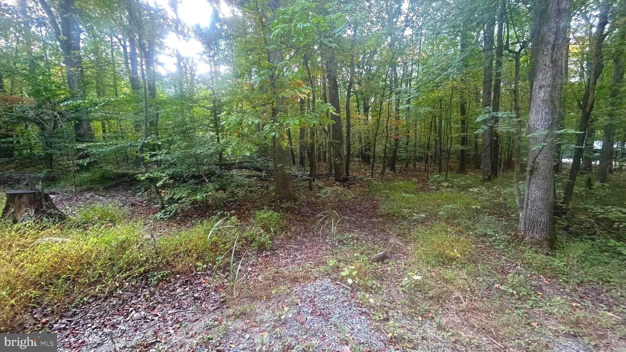 Cliff Lane Bluemont, VA 20135 - Photo 6 of 10 a view of a forest with trees in the background
