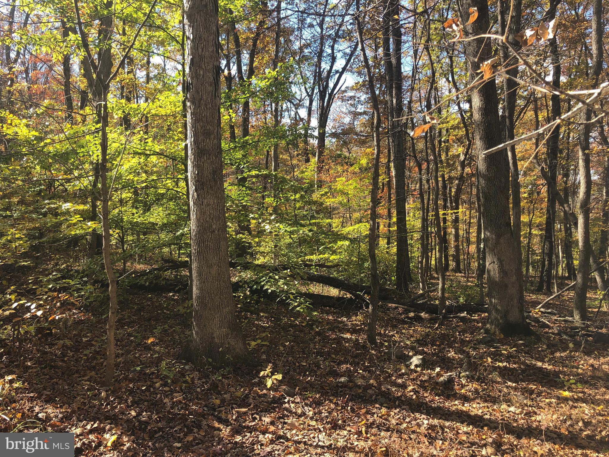 Cliff Lane Bluemont, VA 20135 - Photo 10 of 10