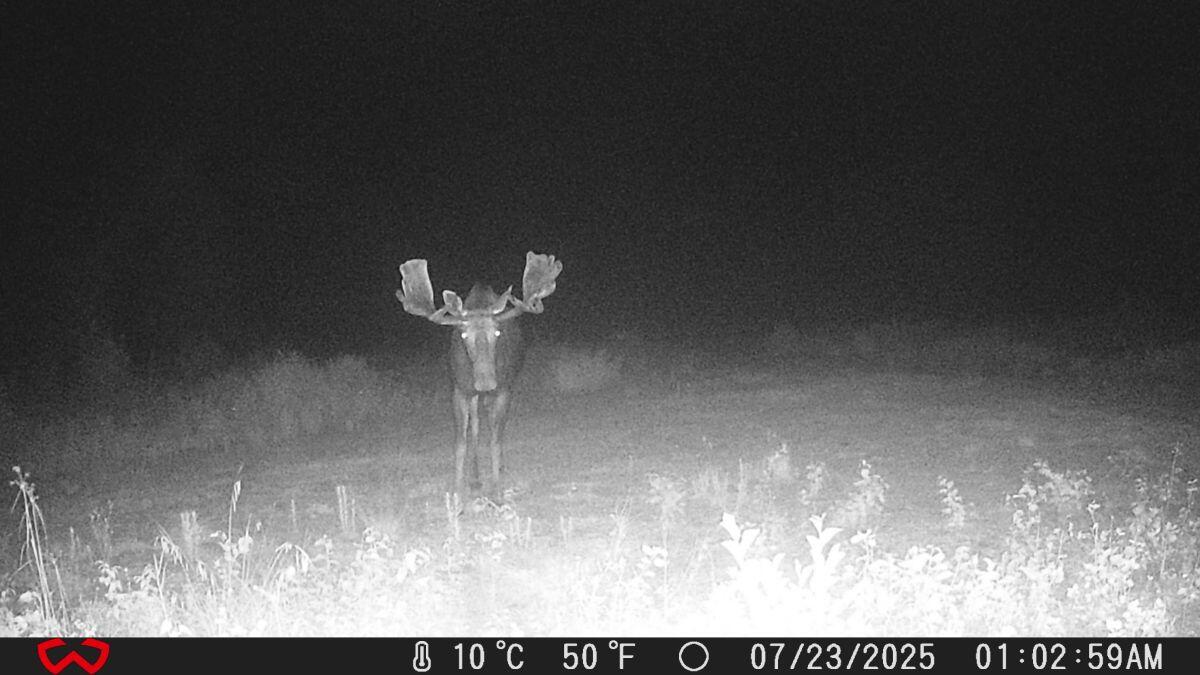 314 Atwood Pond Road Patten, ME 04765 - Photo 66 of 76 Game Camera-Night Sighing...