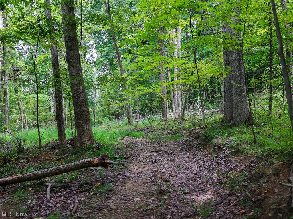 73110 Turkey Run Road Kimbolton, OH 43749 - Photo 15 of 29 View of nature