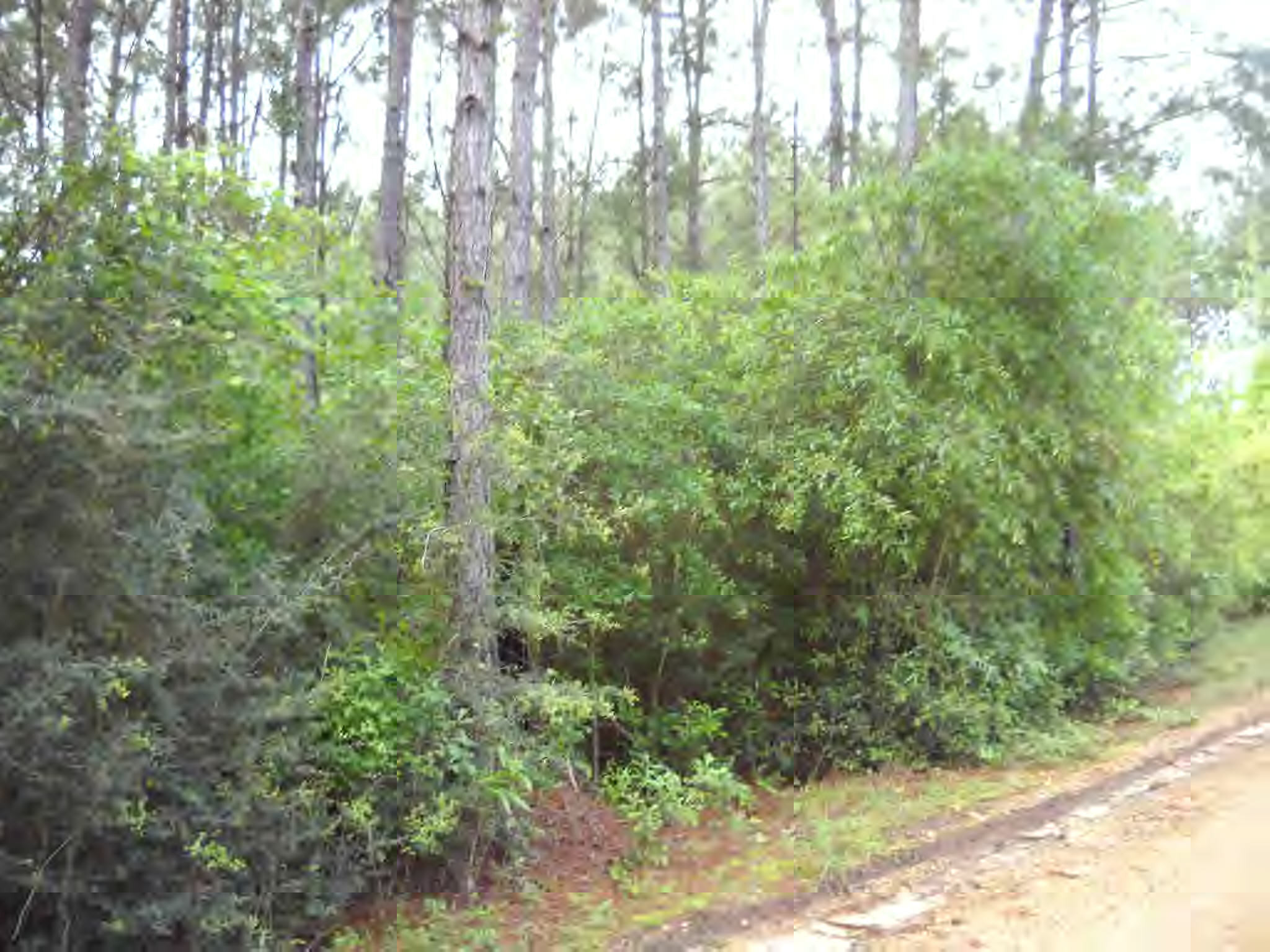 Willie Grindle Road Tylertown, MS 39667 - Photo 1 of 1 Main View