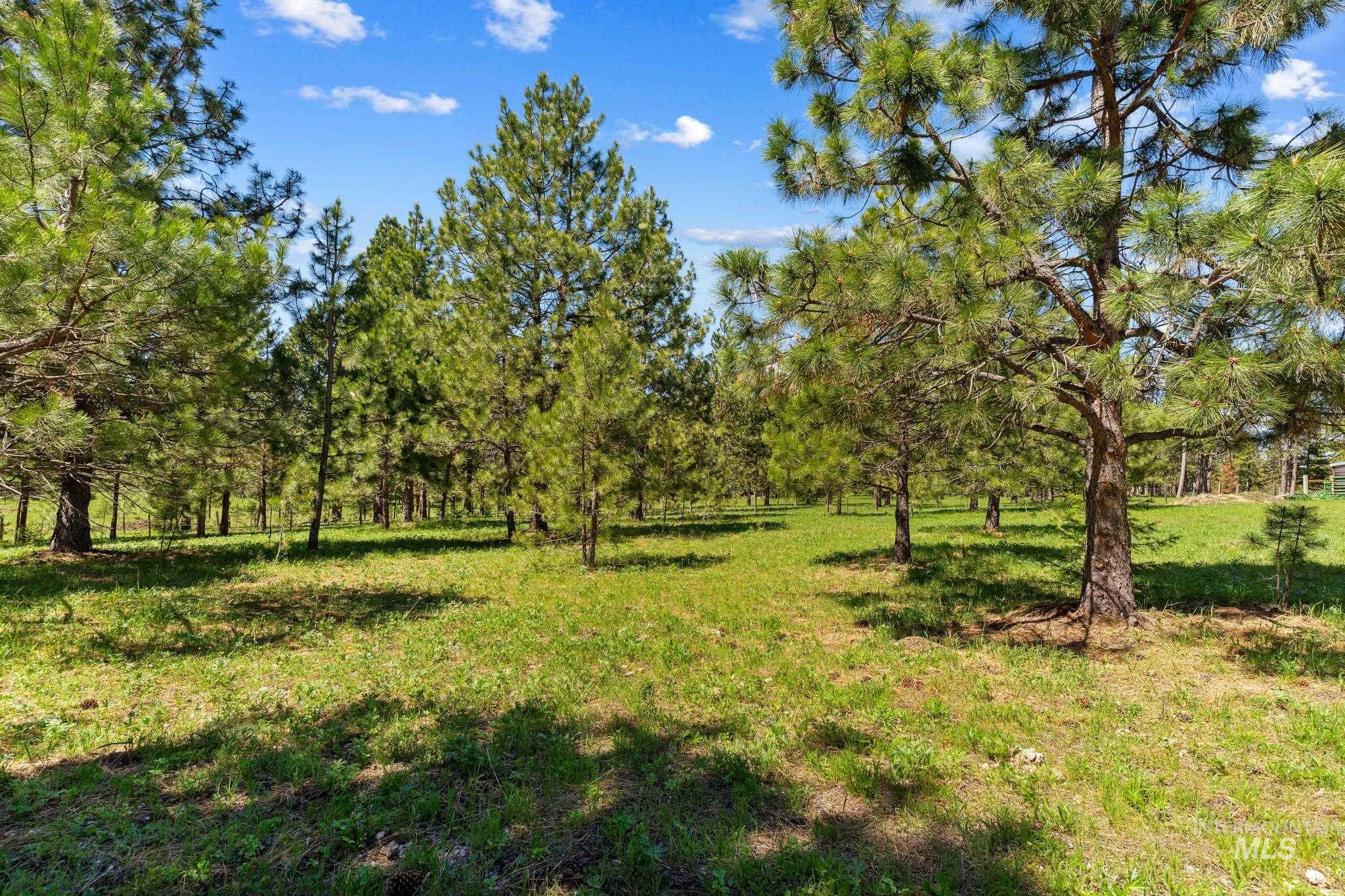507 Bearlea Road Anatone, WA 99401 - Photo 45 of 47 Expansive wooded property featuring mature pine trees and natural grass coverage under a clear sky
