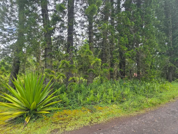 $87,000 | 16-315 Lot 26 Kehaulani Street, Keaau, HI 96749