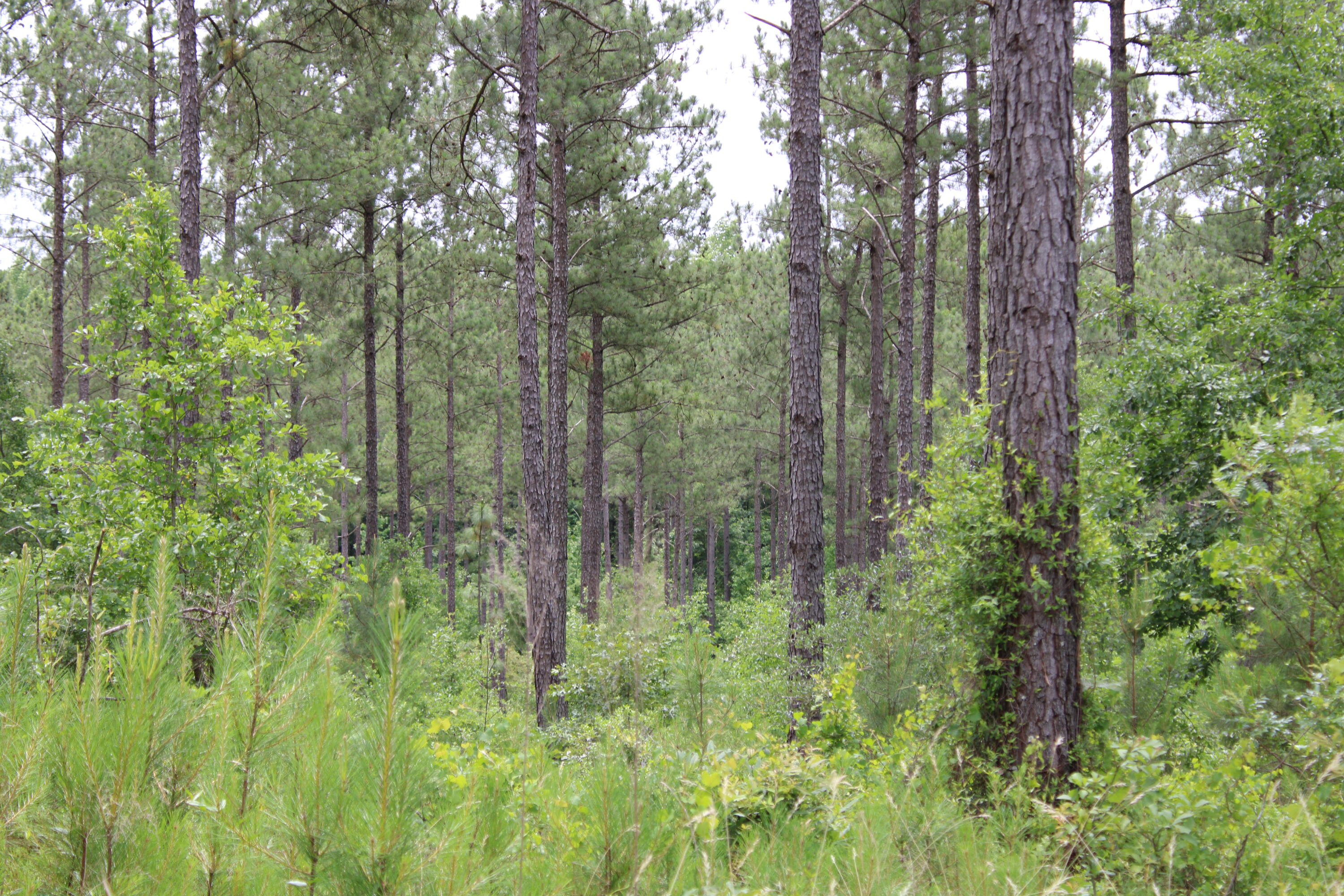 4 New Holland Road Aiken, SC 29805 - Photo 4 of 5