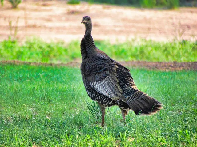 $1,650,000 | 0 Settemeyer Road, Mason, TX 76856