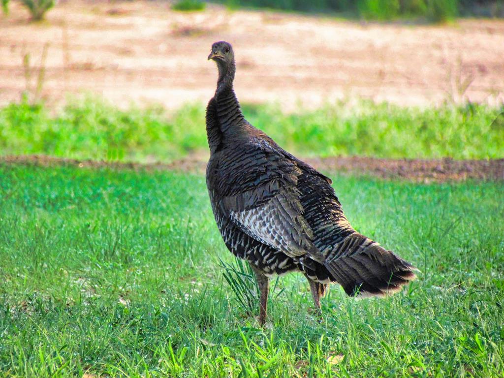 0 Settemeyer Road Mason, TX 76856 - Photo 13 of 59 a view of a garden with a wooden fence