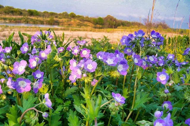 $1,650,000 | 0 Settemeyer Road, Mason, TX 76856