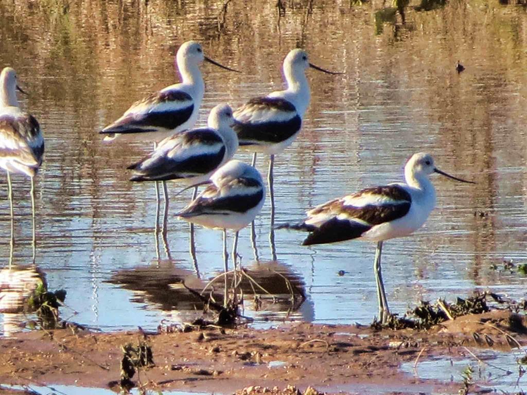 0 Settemeyer Road Mason, TX 76856 - Photo 17 of 59