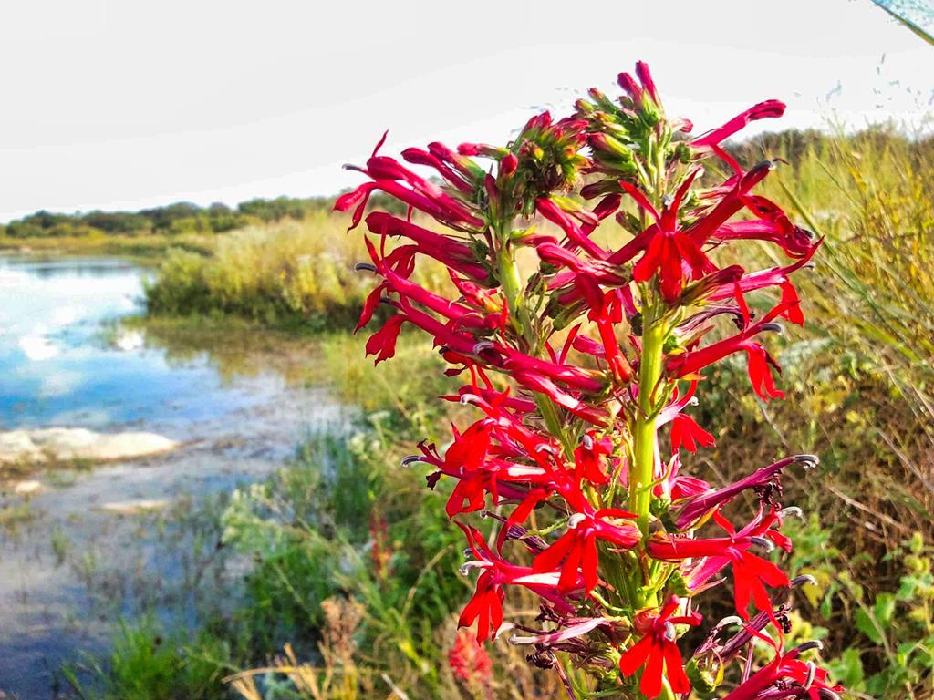 0 Settemeyer Road Mason, TX 76856 - Photo 19 of 59 a picture of flowers