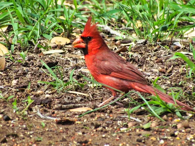 $1,650,000 | 0 Settemeyer Road, Mason, TX 76856