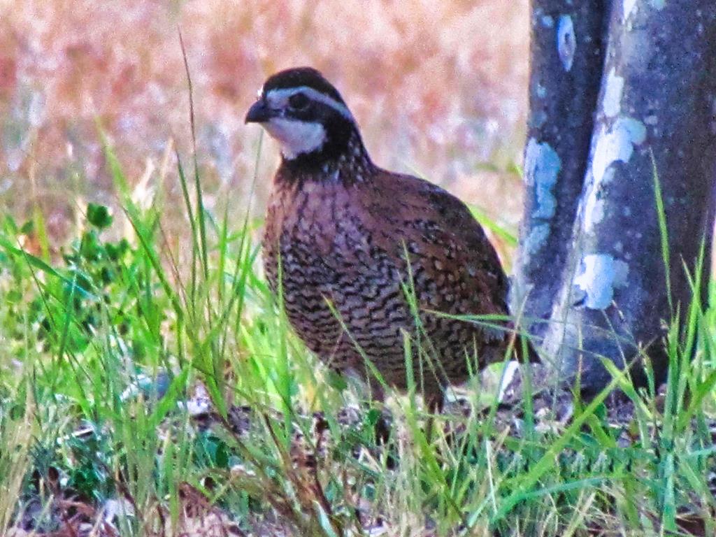 0 Settemeyer Road Mason, TX 76856 - Photo 26 of 59 a view of plant in a garden