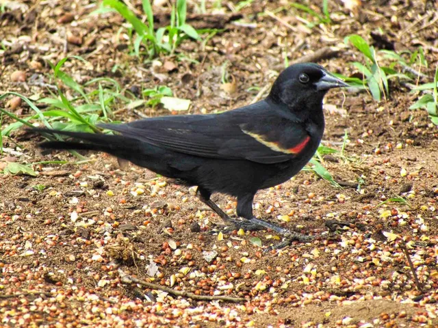 $1,650,000 | 0 Settemeyer Road, Mason, TX 76856