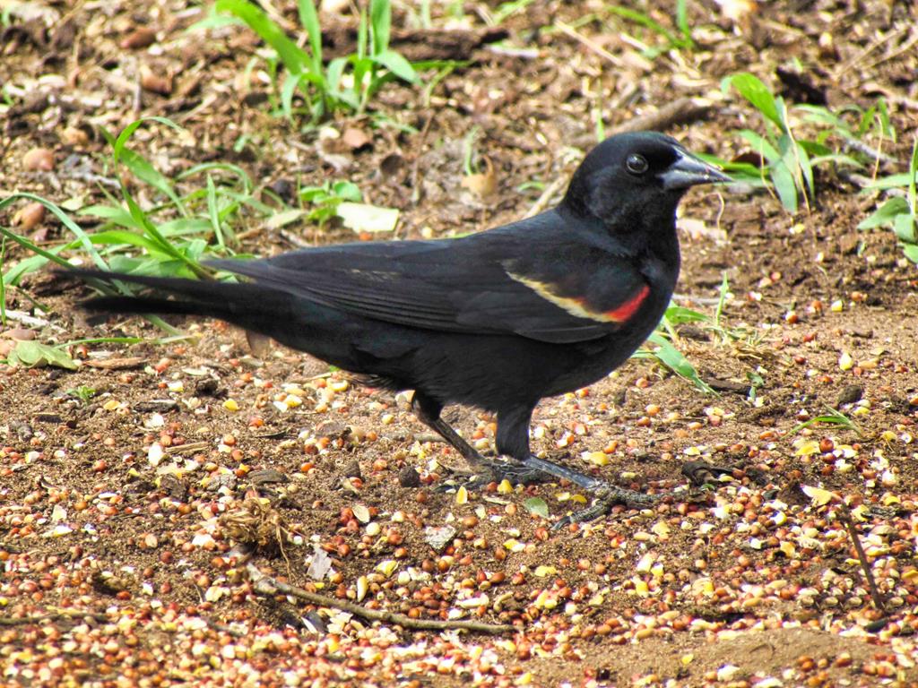 0 Settemeyer Road Mason, TX 76856 - Photo 31 of 59 a view of a tree in a yard