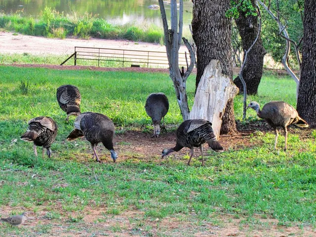 $1,650,000 | 0 Settemeyer Road, Mason, TX 76856