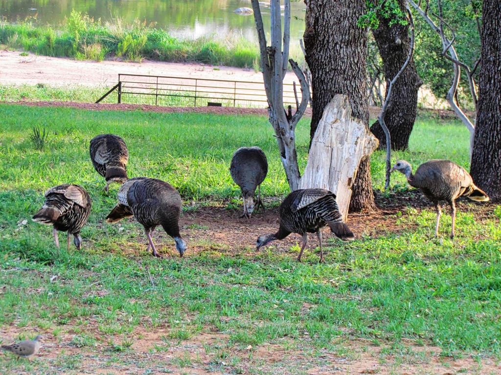 0 Settemeyer Road Mason, TX 76856 - Photo 33 of 59 a backyard of a house with table and chairs