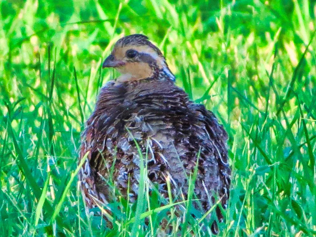 0 Settemeyer Road Mason, TX 76856 - Photo 42 of 59 a view of a garden