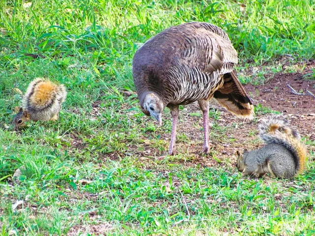 $1,650,000 | 0 Settemeyer Road, Mason, TX 76856