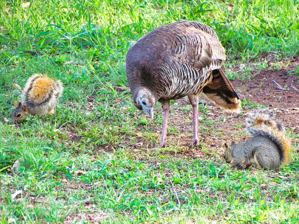 0 Settemeyer Road Mason, TX 76856 - Photo 45 of 59 a view of garden with plants and outdoor seating