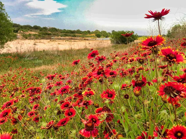 $1,650,000 | 0 Settemeyer Road, Mason, TX 76856