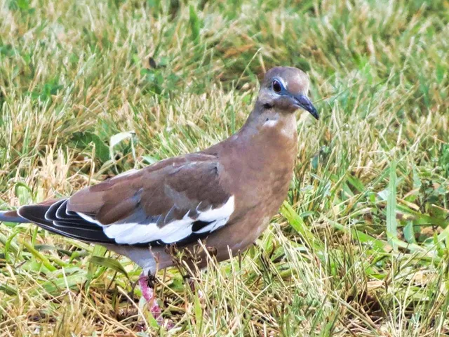 $1,650,000 | 0 Settemeyer Road, Mason, TX 76856