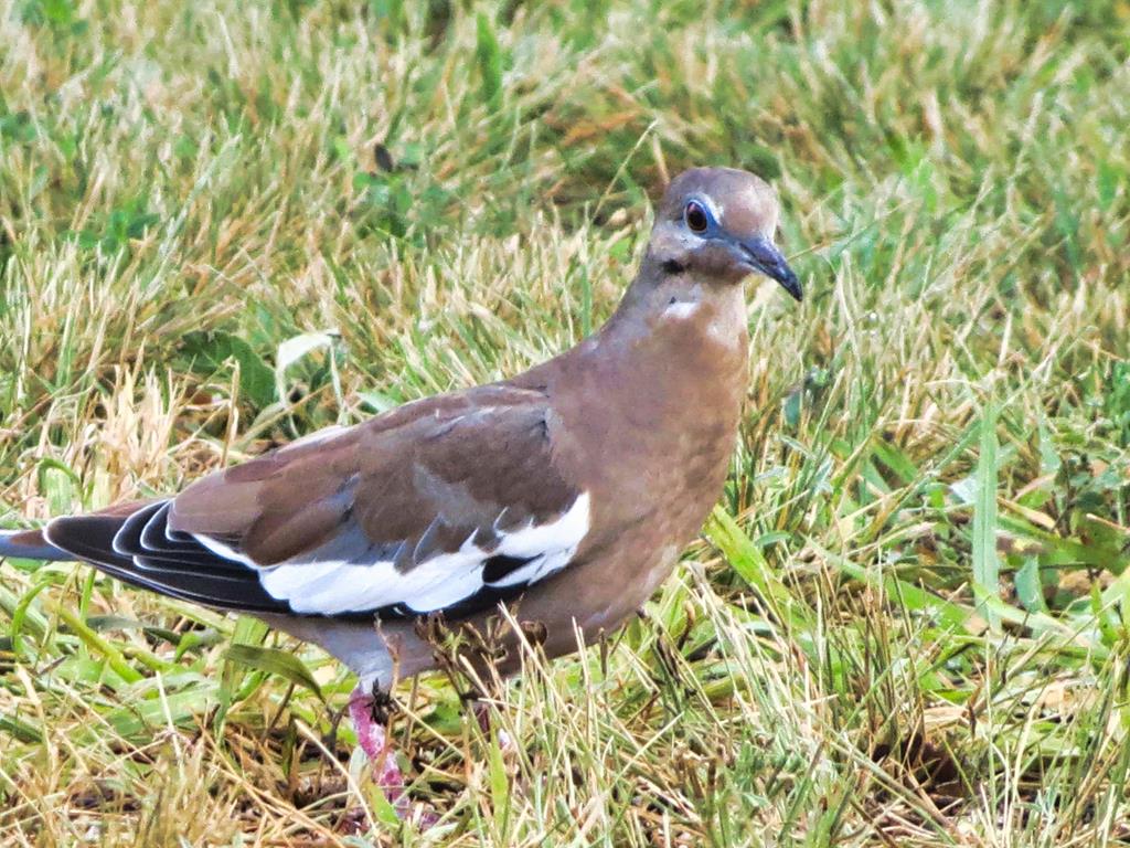 0 Settemeyer Road Mason, TX 76856 - Photo 52 of 59 a vase of flowers sitting on a table