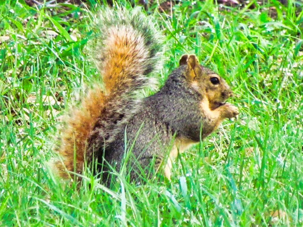 0 Settemeyer Road Mason, TX 76856 - Photo 54 of 59 a backyard of a house with lots of green space