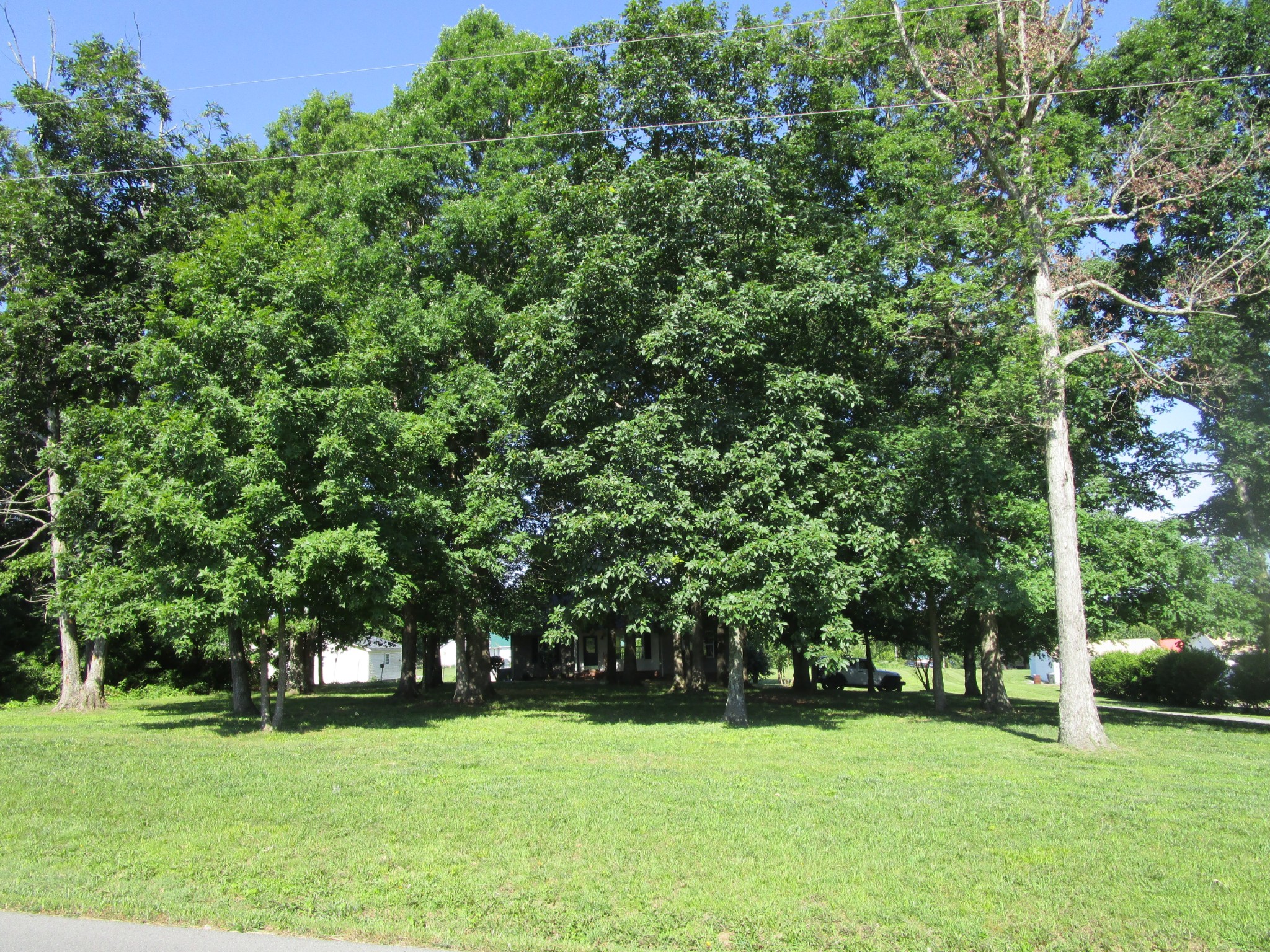 619 Lear Road Portland, TN 37148 - Photo 17 of 43 a view of a grassy field with trees