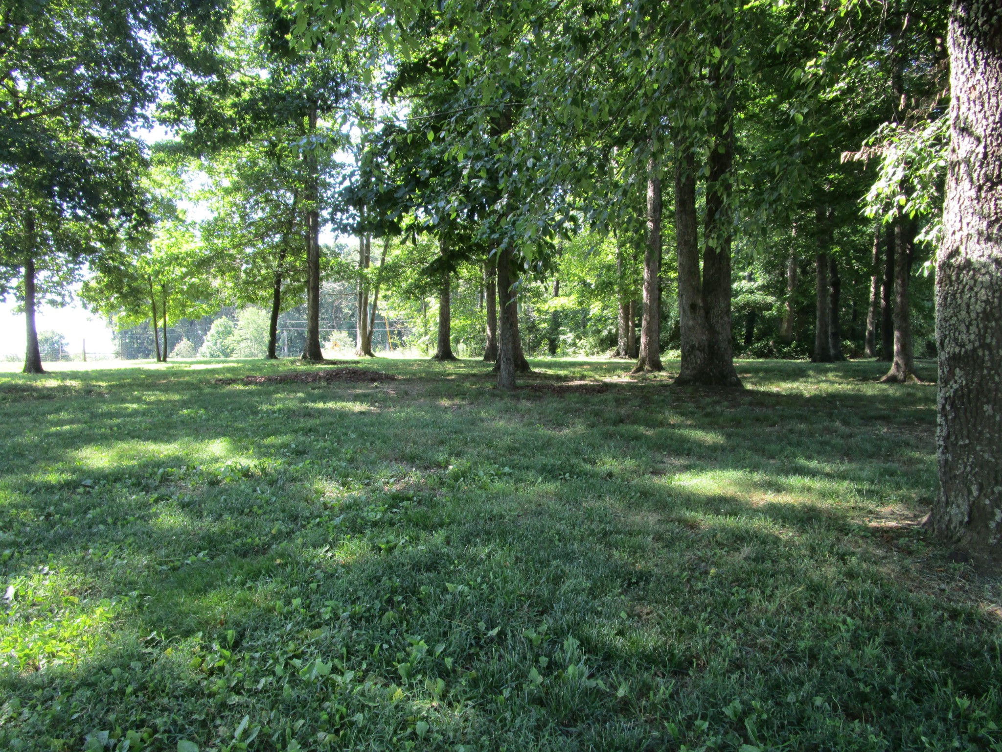 619 Lear Road Portland, TN 37148 - Photo 9 of 43 a big yard with lots of green space and trees