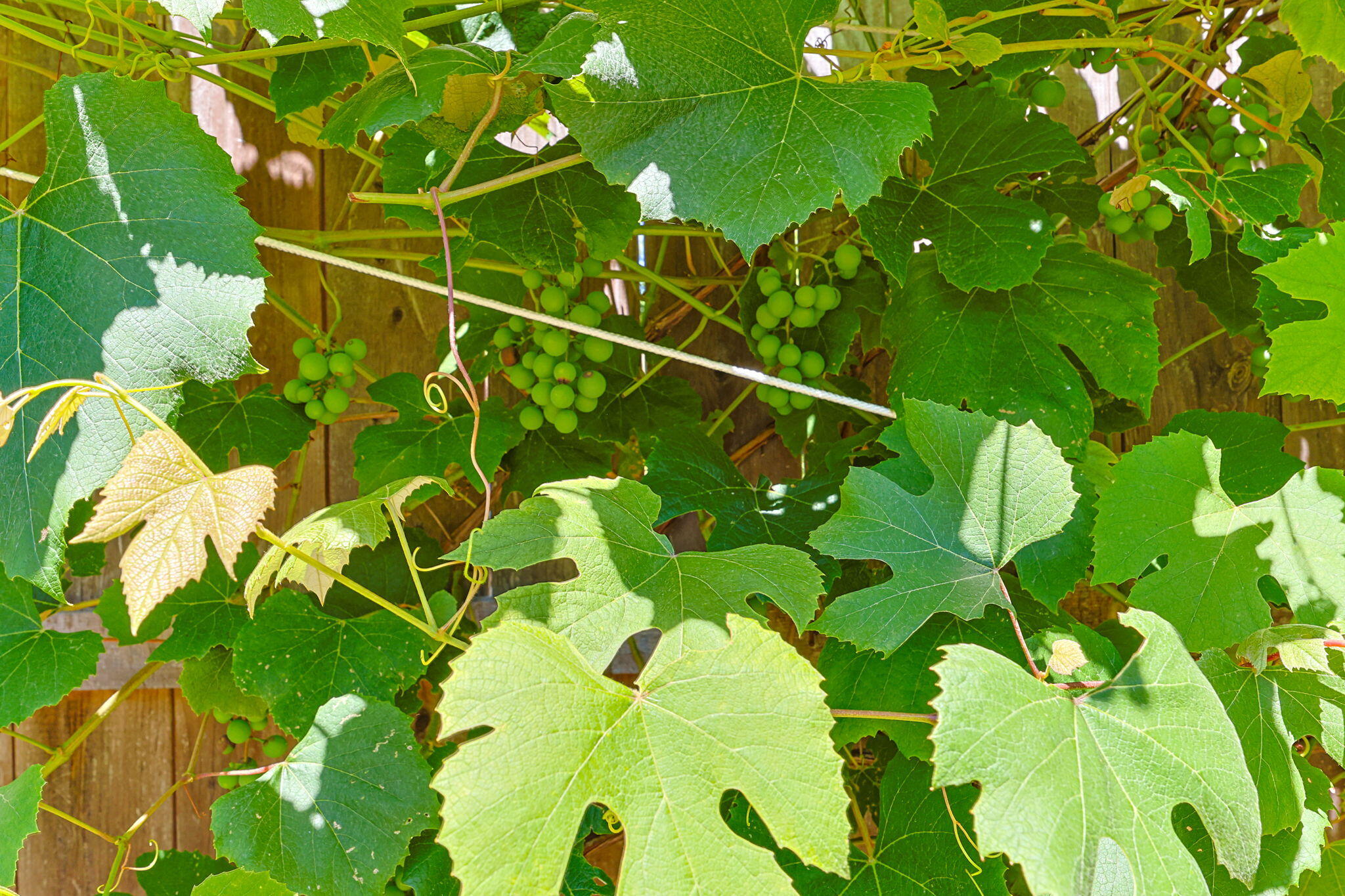 243 Crowell Road Chatham, MA 02633 - Photo 40 of 48 37-web-or-mls-243-crowell-rd