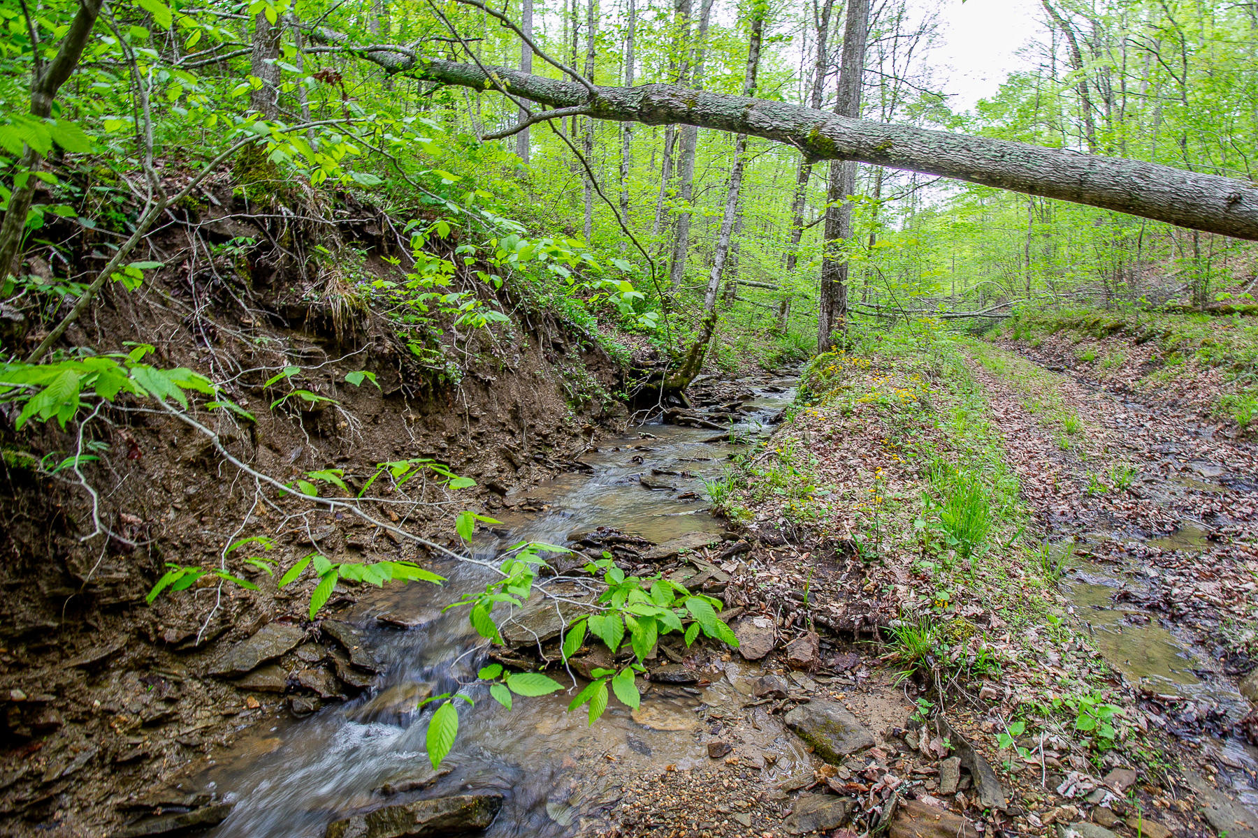 2592 Ratliff Branch Road Frenchburg, KY 40322 - Photo 9 of 30 _MG_6247