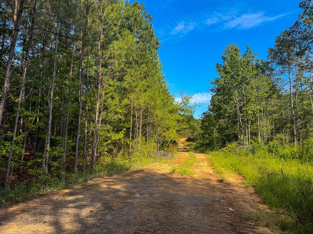 2 Red Rock Road Robeline, LA 71469 - Photo 8 of 16 View of street with a forest view