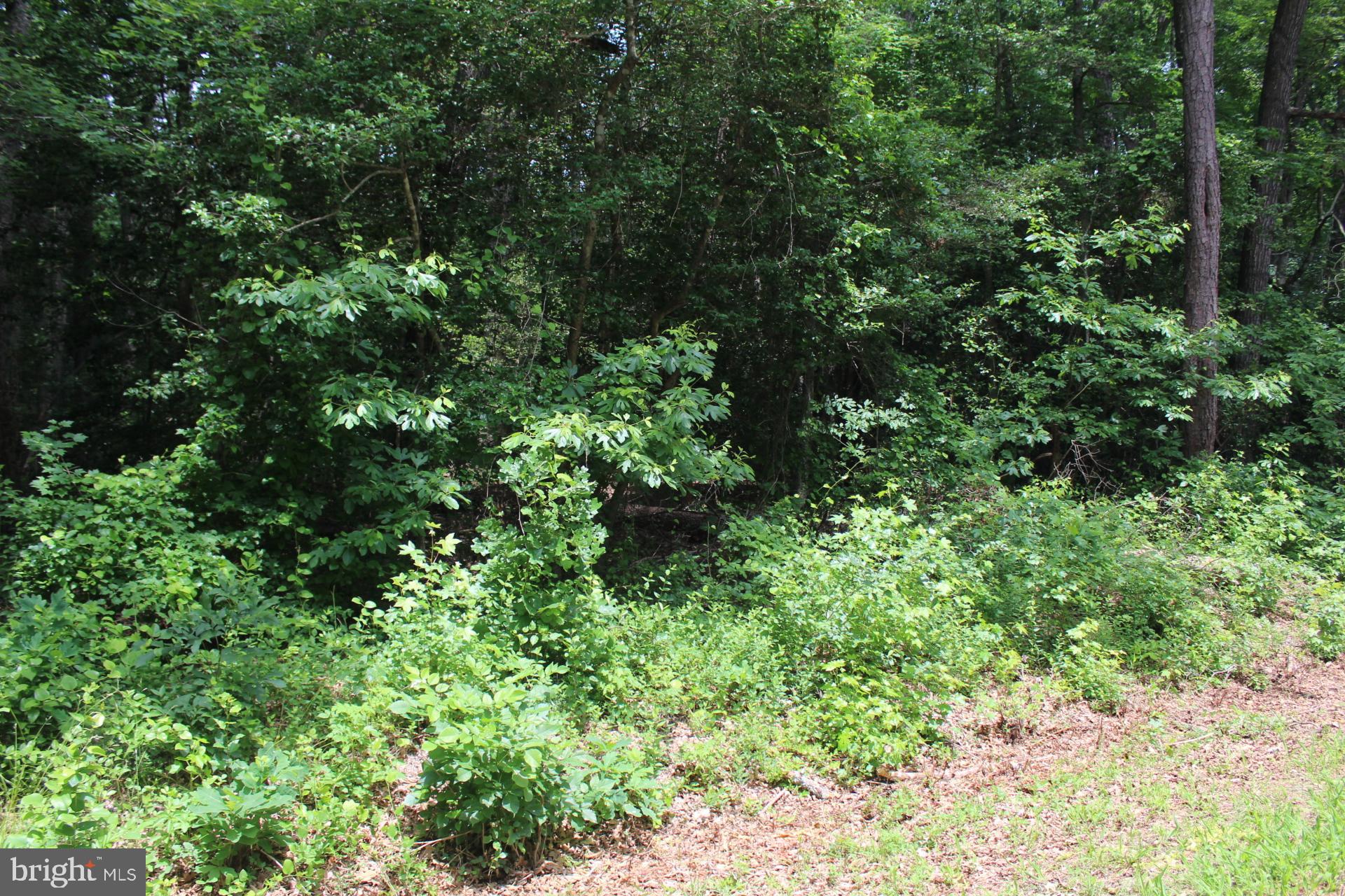 Lot 3 Jackson Road Salisbury, MD 21804 - Photo 5 of 20