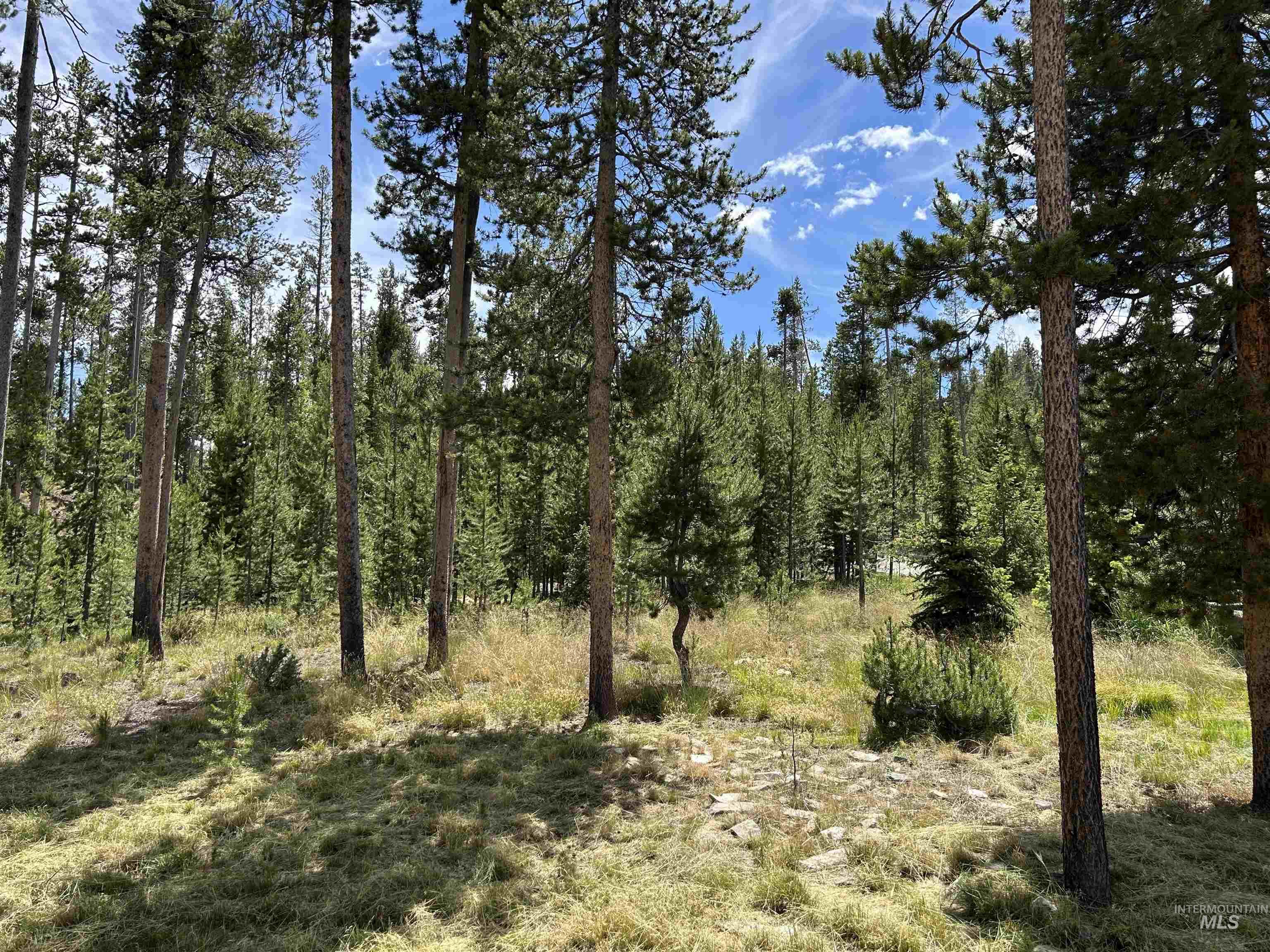 35 Sawtooth Way Stanley, ID 83278 - Photo 29 of 36 Expansive wooded lot featuring mature pine trees and natural ground cover