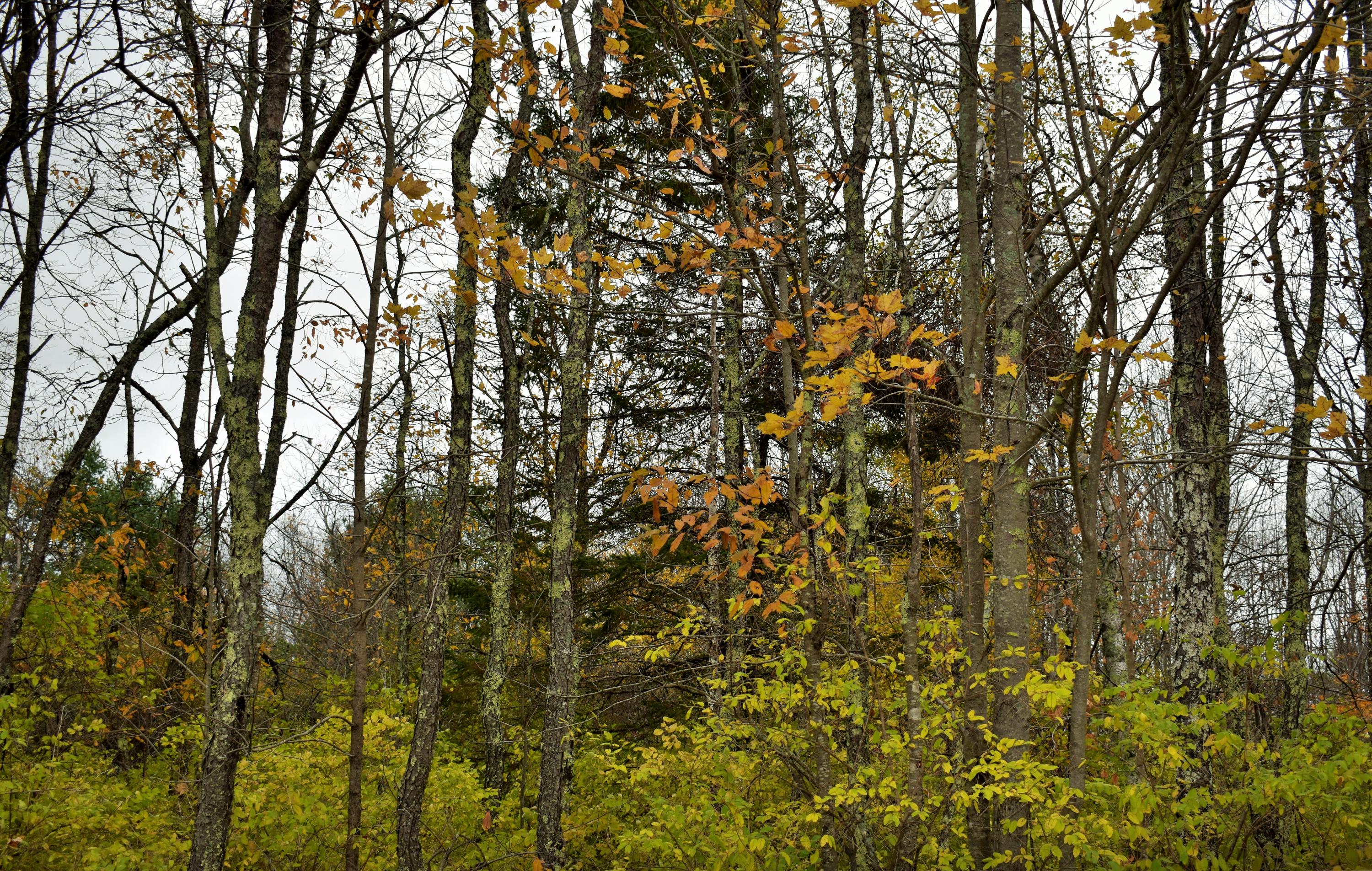 50 Jones Road Garland, ME 04939 - Photo 9 of 12 9