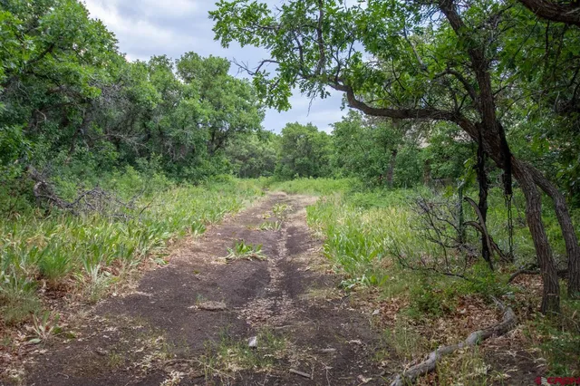 a view of a green field with lots of bushes