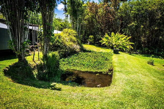 a view of a garden with plants