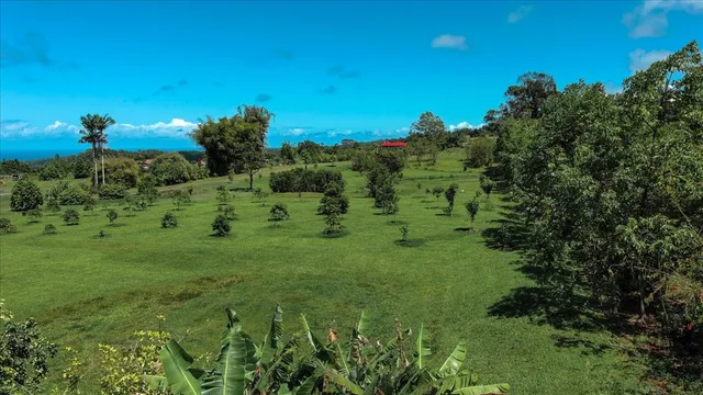 a view of a big yard with large trees